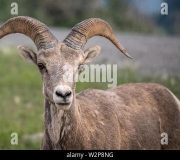 Leiter der Bighorn Schafe in Alberta, Kanada Stockfoto