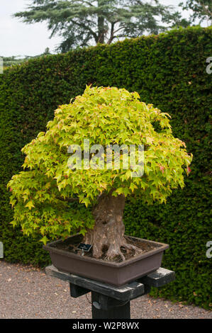 Bonsai Baum Acer Buergerianum Stockfoto