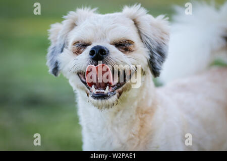 Eine lustige weiße Lächeln Malteser Hunderasse Stockfoto
