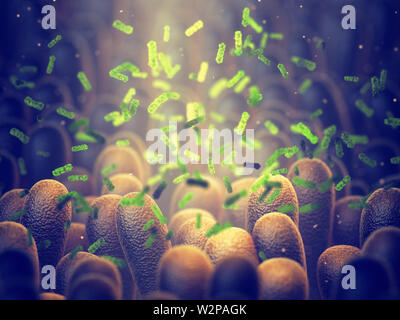 Darmflora, Darm Mikrobiom hilft intestinalen Verdauung und das Immunsystem, Probiotika helfen, das Wachstum der gesunden Darmflora Stockfoto