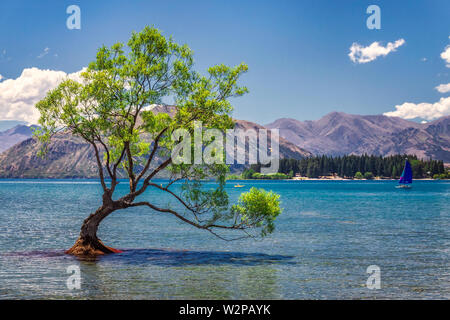 Er fotografierte Baum in Neuseeland Lake Wanaka bei Sonnenuntergang. Stockfoto