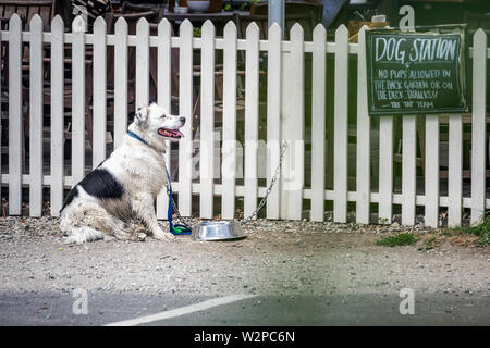 Englische Bulldogge sitzt an der Leine an der historischen Stadt Arrowtown, Neuseeland. Stockfoto