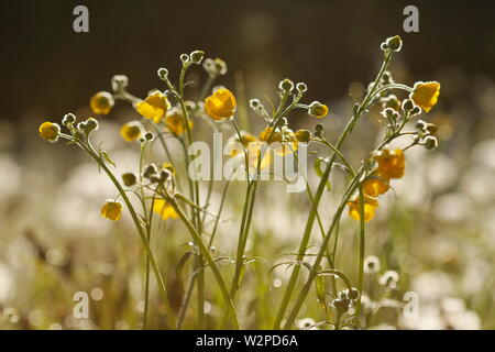 Neu eröffnete Butterblumen beleuchtet durch den frühen Morgensonne bedeckt mit Tau. Die geringe Schärfentiefe konzentriert sich auf die nahe gelegenen Blüten. Stockfoto