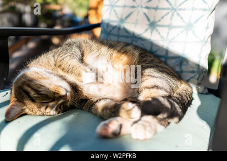 Süße schläfrige schlafen Calico tabby Katze liegend auf Stuhl auf Rücken, Bauch im Außenbereich Garten gewellt Stockfoto