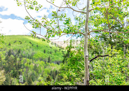 Santa Fe National Forest Berge mit grünen Aspen Bäume im Frühjahr oder Sommer mit Detailansicht eines Baumes Blatt Blätter Stockfoto