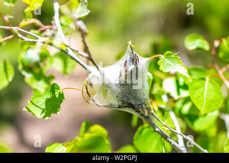 Makro Nahaufnahme von Insekt web auf Aspen Baum mit grünen Blättern Laub in Santa Fe National Forest Berge Stockfoto