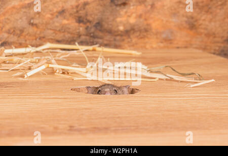 Wilde braun Mäuse spielen im Stroh in ein Studio einrichten Stockfoto