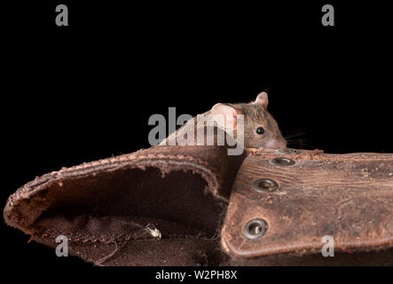 Braune Maus klettert in einem alten Boot im Studio Umgebung Stockfoto