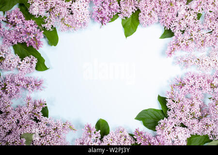 Zusammensetzung der Blumen lila Blumen auf hellblauem Hintergrund mit kopieren. Stockfoto