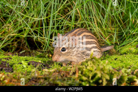 Eine wilde Zebra Maus aus der afrikanischen Sahara region Stockfoto