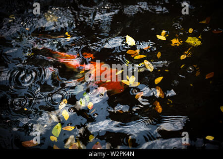 Rote Karpfen schwimmen in der Schwarze Pool Stockfoto