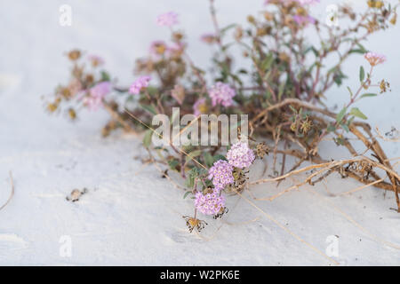 White Sands Dunes National Park in New Jersey mit violettem sand Verbena rosa Blumen Pflanzen auf dem Boden Stockfoto