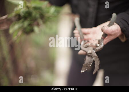 Werkzeug Gartenschere in die schmutzigen Hände nach der Arbeit im Garten. Stockfoto