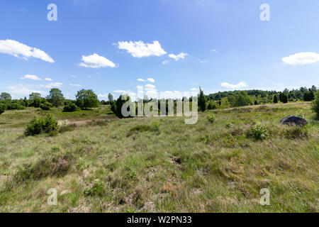 Panoramablick auf Heide im Sommer. Grün Natur landscpae Hintergrund. Stockfoto