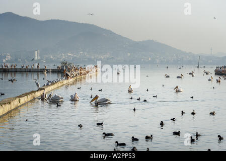 Wandernde Pelican Vögel und schwarzen Enten am See Anasagar in Ajmer. Rajasthan. Indien Stockfoto