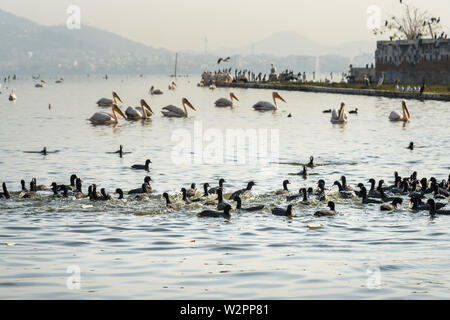 Wandernde Pelican Vögel und schwarzen Enten am See Anasagar in Ajmer. Rajasthan. Indien Stockfoto