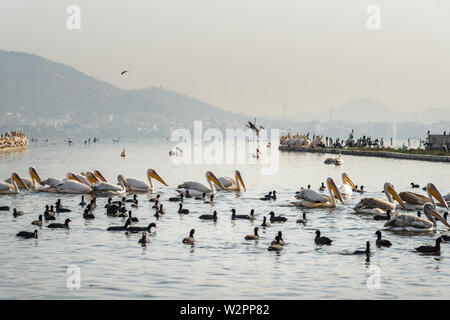 Wandernde Pelican Vögel und schwarzen Enten am See Anasagar in Ajmer. Rajasthan. Indien Stockfoto