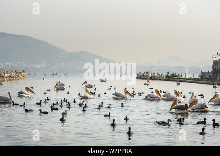 Wandernde Pelican Vögel und schwarzen Enten am See Anasagar in Ajmer. Rajasthan. Indien Stockfoto