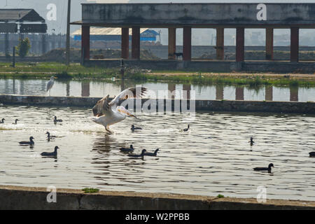 Wandernde Pelican Vögel und schwarzen Enten am See Anasagar in Ajmer. Rajasthan. Indien Stockfoto