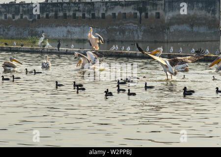 Wandernde Pelican Vögel und schwarzen Enten am See Anasagar in Ajmer. Rajasthan. Indien Stockfoto