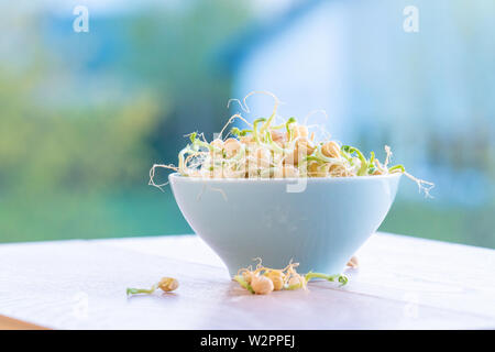 Die gekeimten Samen für Salat. Samen für Salat Sprossen Stockfoto