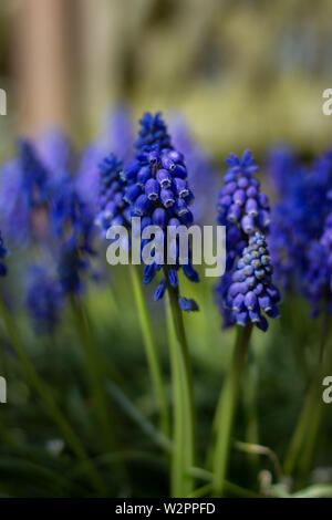 Close up blaue Traubenhyazinthen. Garten Blumen. Stockfoto