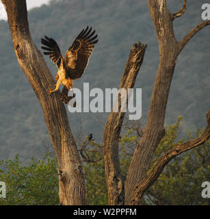 Afrika - Nahaufnahme von einem goldenen Adler auseinander ein toter Baum. Die Jagd eine Schlange für das Mittagessen. Auf Safari in Südafrika fotografiert. Stockfoto