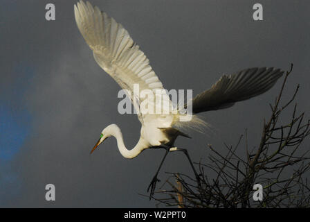 Nahaufnahme der Dramatik eines schönen Silberreiher, die von einem hohen Nest in einem dunklen stürmischen Himmel. In Florida, USA fotografiert. Stockfoto