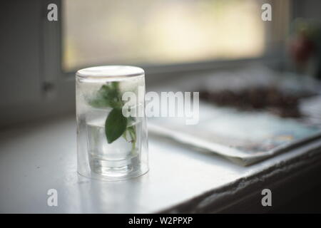 Anlage in einem Glas Wasser für Pflanzgut auf der Fensterbank. Stockfoto