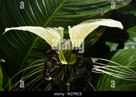 Eine Nahaufnahme von einem wunderschön exotischen Aisian weiß Bat Blume. In den Botanischen Gärten in Cairns, Australien fotografiert. Stockfoto