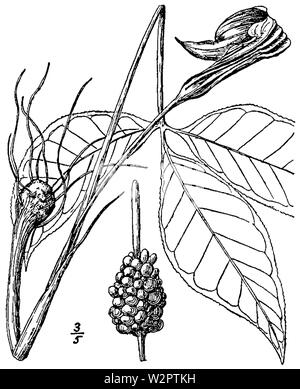 Arisaema triphyllum ssp stewardsonii Stockfoto