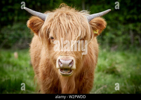 Highland Cattle nehmen Residency in Lyme Park Estate Disley, Cheshire. Stockfoto