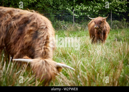 Highland Cattle nehmen Residency in Lyme Park Estate Disley, Cheshire. Stockfoto