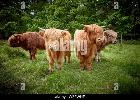 Highland Cattle nehmen Residency in Lyme Park Estate Disley, Cheshire. Stockfoto