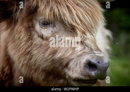 Highland Cattle nehmen Residency in Lyme Park Estate Disley, Cheshire. Stockfoto