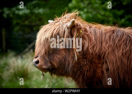 Highland Cattle nehmen Residency in Lyme Park Estate Disley, Cheshire. Stockfoto