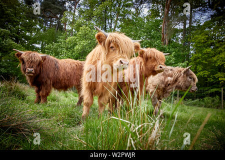 Highland Cattle nehmen Residency in Lyme Park Estate Disley, Cheshire. Stockfoto