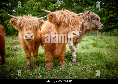 Highland Cattle nehmen Residency in Lyme Park Estate Disley, Cheshire. Stockfoto