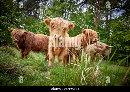 Highland Cattle nehmen Residency in Lyme Park Estate Disley, Cheshire. Stockfoto