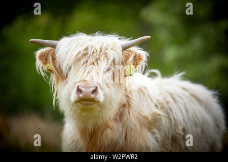 Highland Cattle nehmen Residency in Lyme Park Estate Disley, Cheshire. Stockfoto