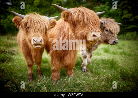 Highland Cattle nehmen Residency in Lyme Park Estate Disley, Cheshire. Stockfoto