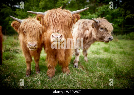 Highland Cattle nehmen Residency in Lyme Park Estate Disley, Cheshire. Stockfoto