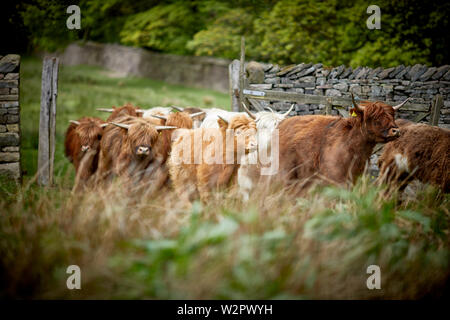 Highland Cattle nehmen Residency in Lyme Park Estate Disley, Cheshire. Stockfoto