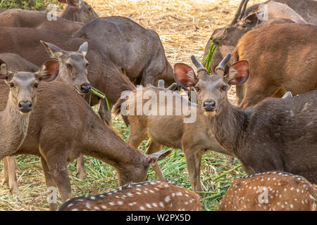 Rehe fressen Gras und starrte in die Kamera Stockfoto
