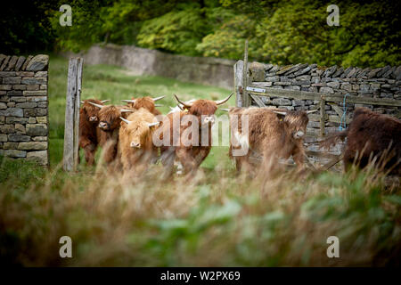 Highland Cattle nehmen Residency in Lyme Park Estate Disley, Cheshire. Stockfoto