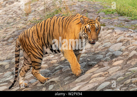 Porträt einer Royal Bengal Tiger alert und starrte auf die Kamera Stockfoto