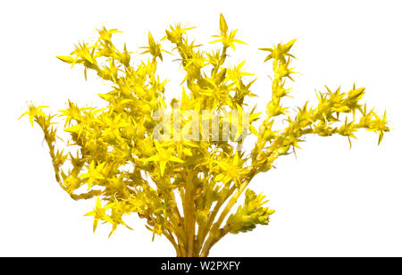 Ein Bouquet von blühenden Fetthenne auf weißem Hintergrund Stockfoto