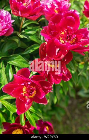 Rosa pfingstrosen Busch im Garten im Freien. Frische Blumen Hintergrund. Selektive konzentrieren. Stockfoto