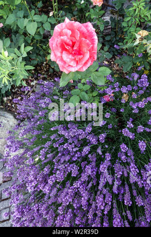 Rosenlavendelgarten grenzt an Blumen im Juni Stockfoto