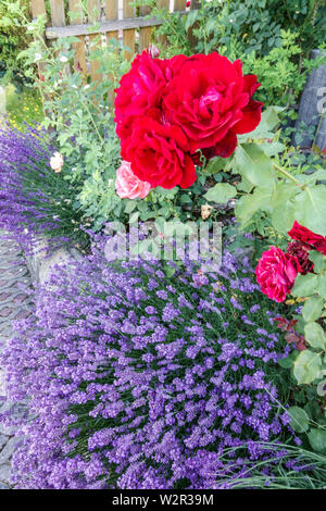 Lavendelrosa, Landhausgarten mit Duftduft, Gartenpflanzen, Sommergarten Stockfoto